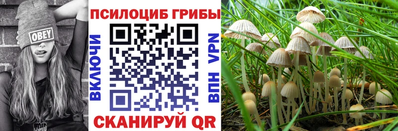 Псилоцибиновые грибы Psilocybe  Купить где  Лобня 